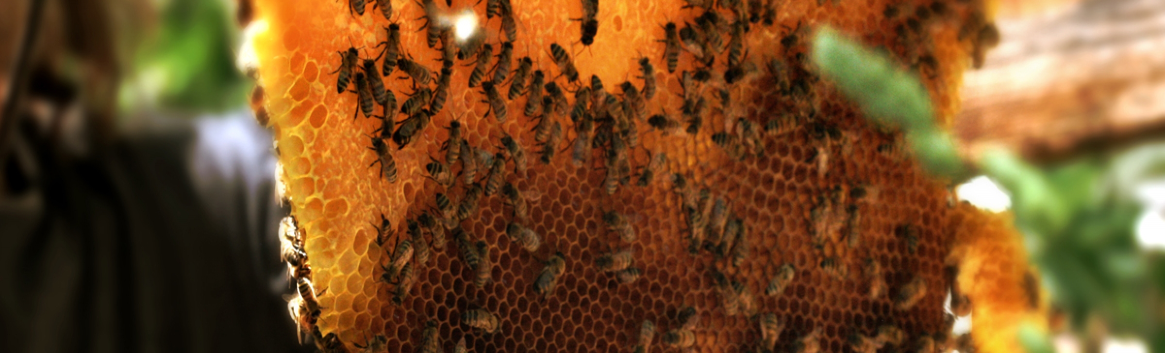 Urban Conversion - Colony Collapse Disorder